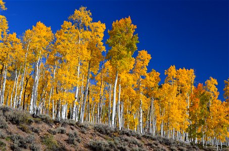 Fall photo of world's oldest organism, a grove of Populus tremuloides (Quaking Aspen) sharing one root system, from Fish Lake National Forest website photo