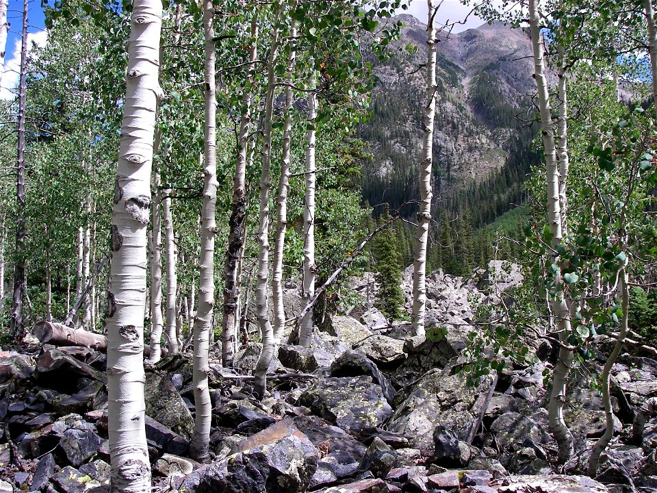 Aspen in the Weminuche Wilderness.