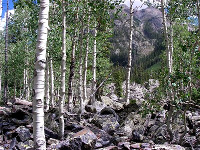 Aspen in the Weminuche Wilderness. photo