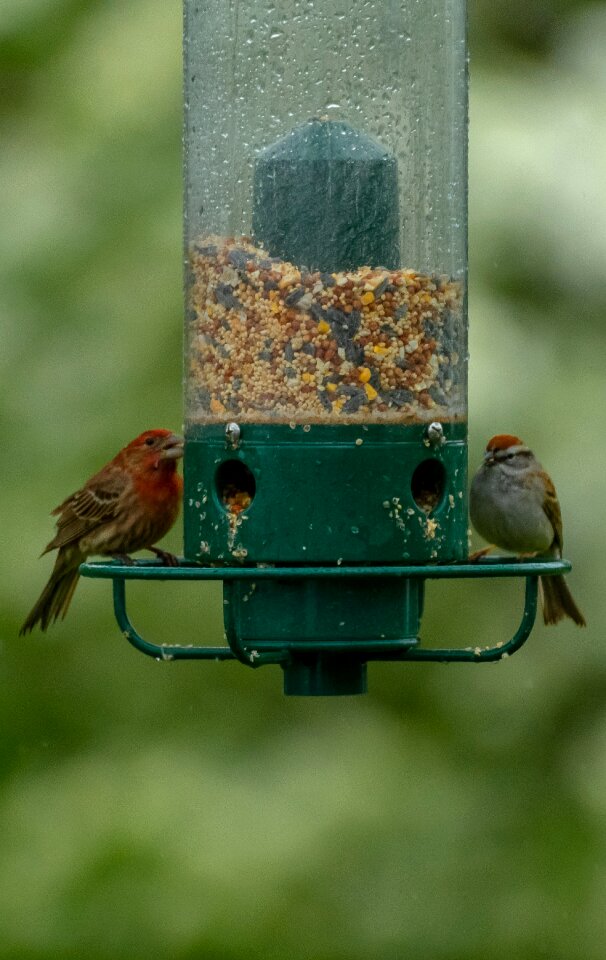 Wildlife animal food