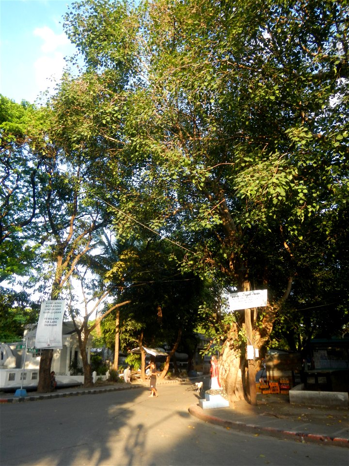 Francisco F. Benitez Elementary School South Avenue Manila South Cemetery Enclave and exclave it is legally an exclave of Manila as part of San Andres, Manila Vito Cruz Extension (Chino Roces Avenue &