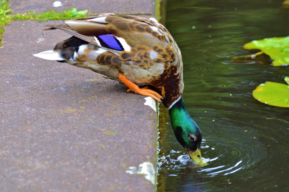 Nature bird wild animal