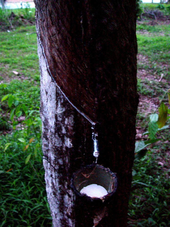 Latex being collected from a Para rubber tree, Hevea brasiliensis. Rubber plantation in Phuket, Thailand.