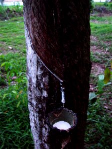 Latex being collected from a Para rubber tree, Hevea brasiliensis. Rubber plantation in Phuket, Thailand.