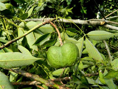 Rubber seed-റബർ കായ് photo