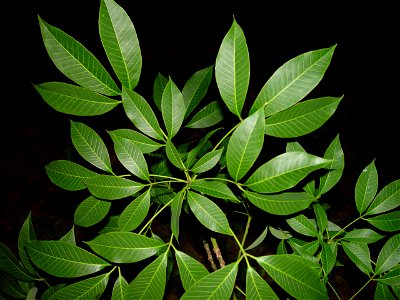Rubber tree leaves