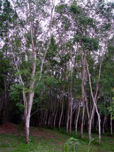 Rubber tree plantation photo