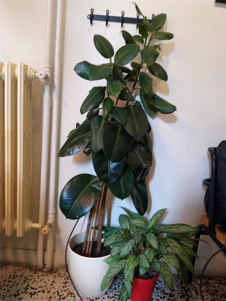 A small rubber tree
