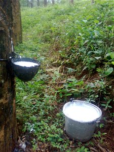 A filled cup of natural latex from a tapped rubber tree besides a bucket full of natural latex. Collected by irvin calicut, this picture is taken from the rubber plantation of Nellikunnel family in Th photo