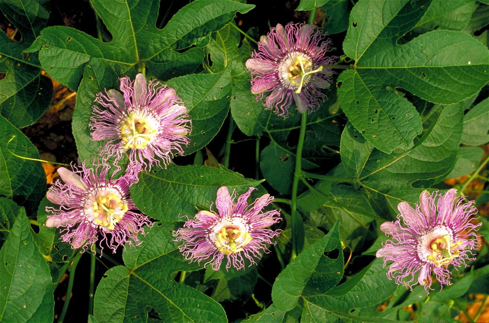 Image title: Large purple passion flower with yellow and white center passifloraceae
Image from Public domain images website, http://www.public-domain-image.com/full-image/flora-plants-public-domain-i