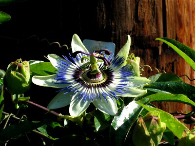 Image title: Exotic rain forest flower
Image from Public domain images website, http://www.public-domain-image.com/full-image/flora-plants-public-domain-images-pictures/flowers-public-domain-images-pi
