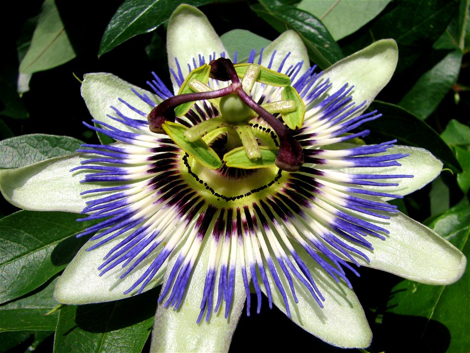 Passiflora flower