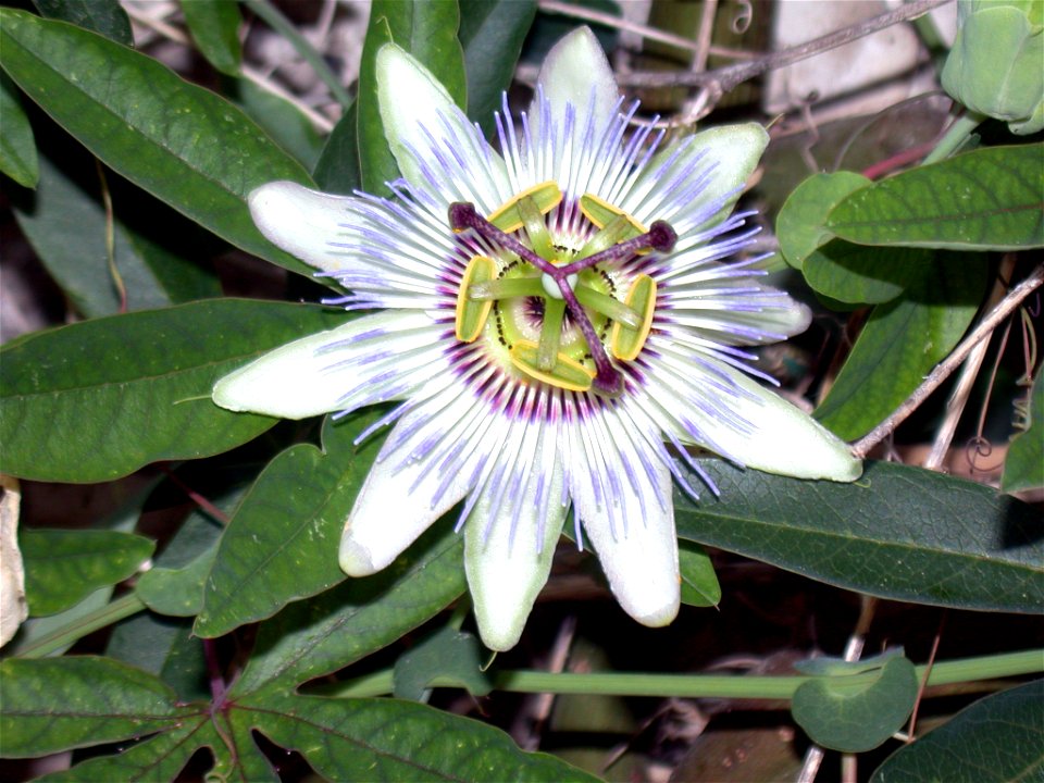 PassifloraCaeruleaFiore