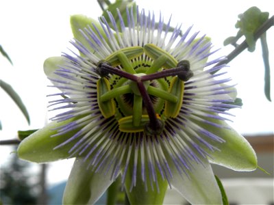 Fiore di Passiflora Caerulea photo