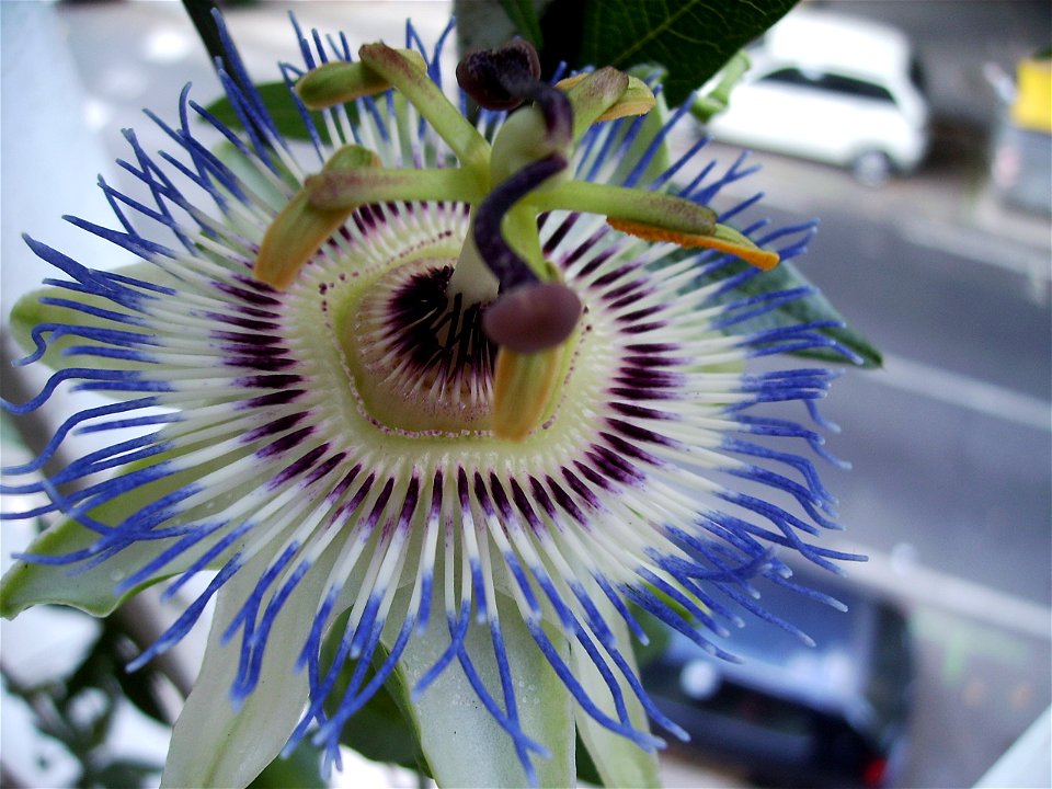 Image:Passiflora caerulea2006.jpg
]
own work

Flower in Barcelona July 2006