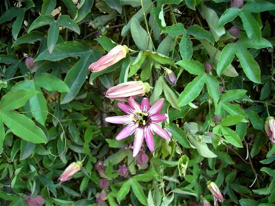 Flower of Passiflora caerulea