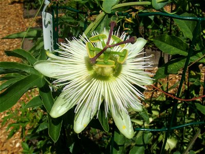 Passiflora caerulea 'Constance Elliott', picture taken at the Passiflorahoeve in Harskamp, The Netherlands