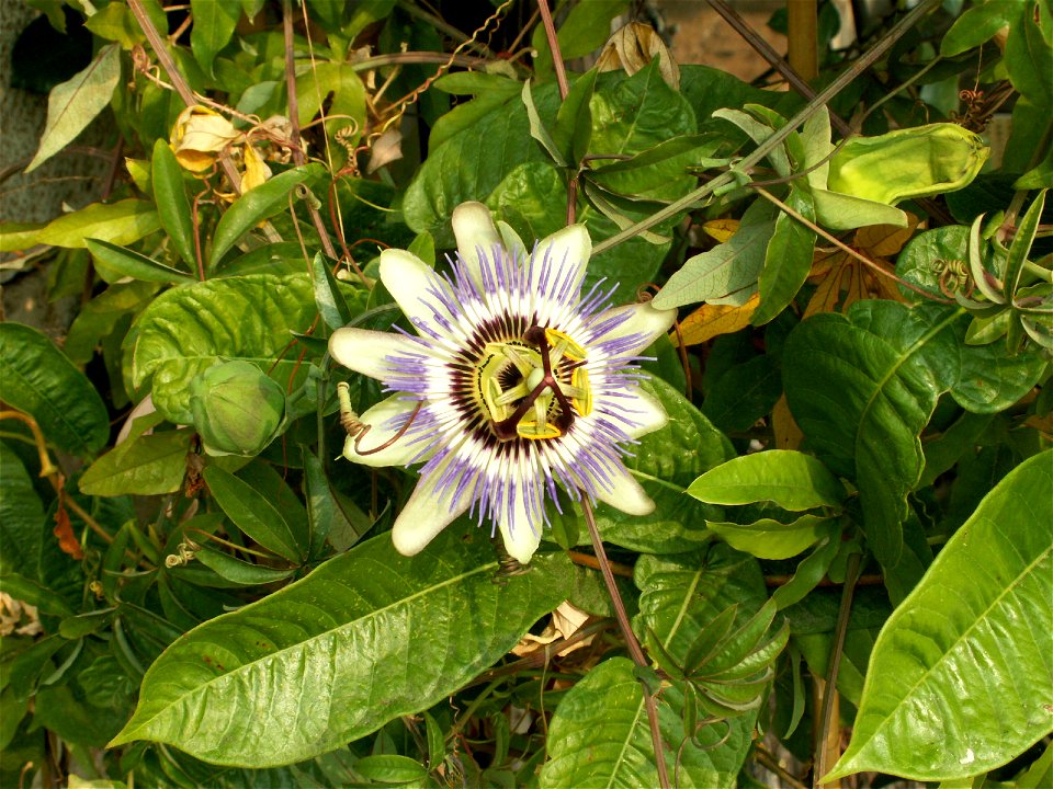 Passiflora caerulea flower