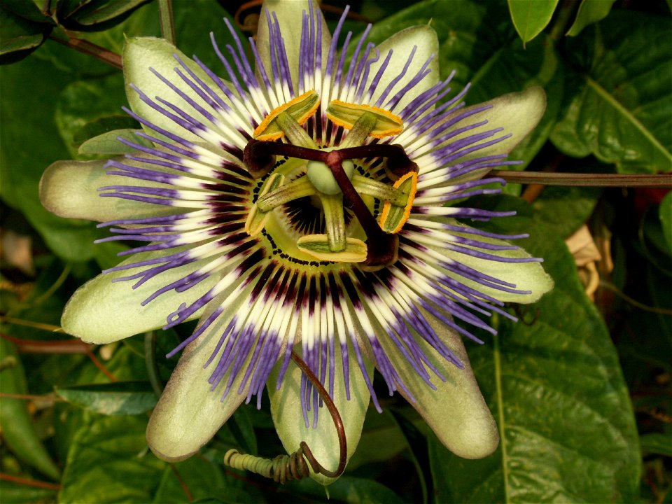 Passiflora caerulea flower