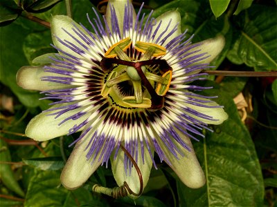 Passiflora caerulea flower photo