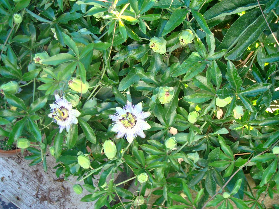 Flor de la Pasión con el arbusto