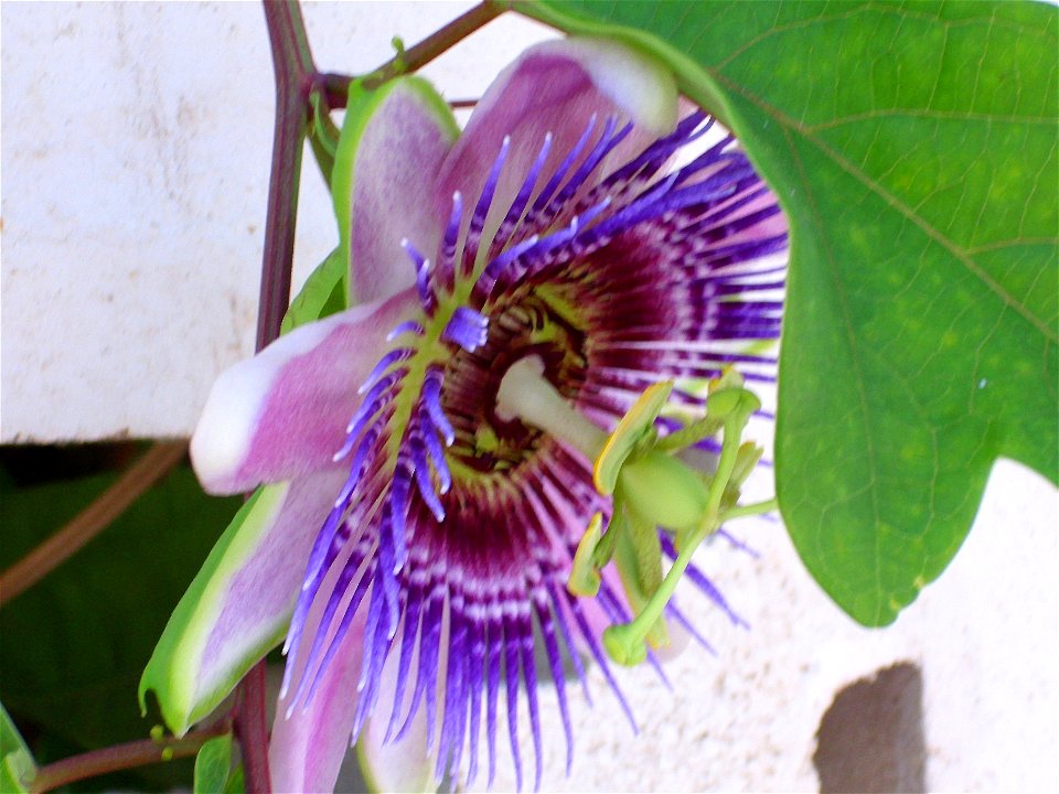 Passiflora × belottii flower close up, Torrelamata, Torrevieja, Alicante, Spain