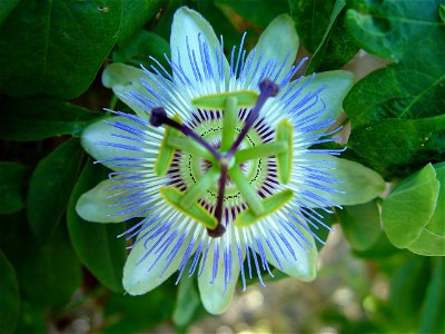 Image title: Passionfruit flower
Image from Public domain images website, http://www.public-domain-image.com/full-image/flora-plants-public-domain-images-pictures/flowers-public-domain-images-pictures