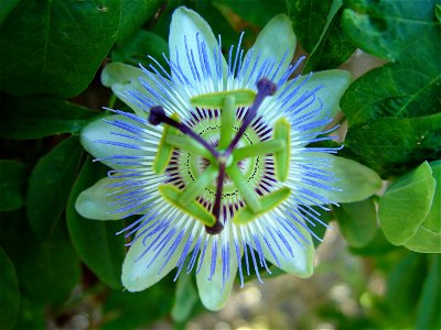 Image title: Passionfruit flower Image from Public domain images website, http://www.public-domain-image.com/full-image/flora-plants-public-domain-images-pictures/flowers-public-domain-images-pictures photo