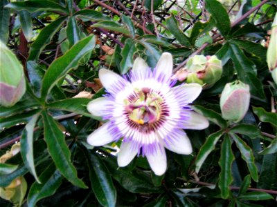 Passionsblume blau, Passiflora caerulea