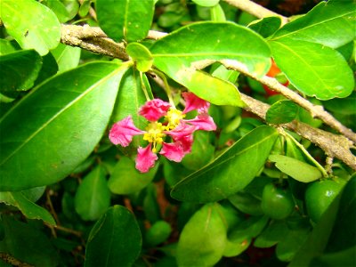 acerola (Malpighia emarginata) photo