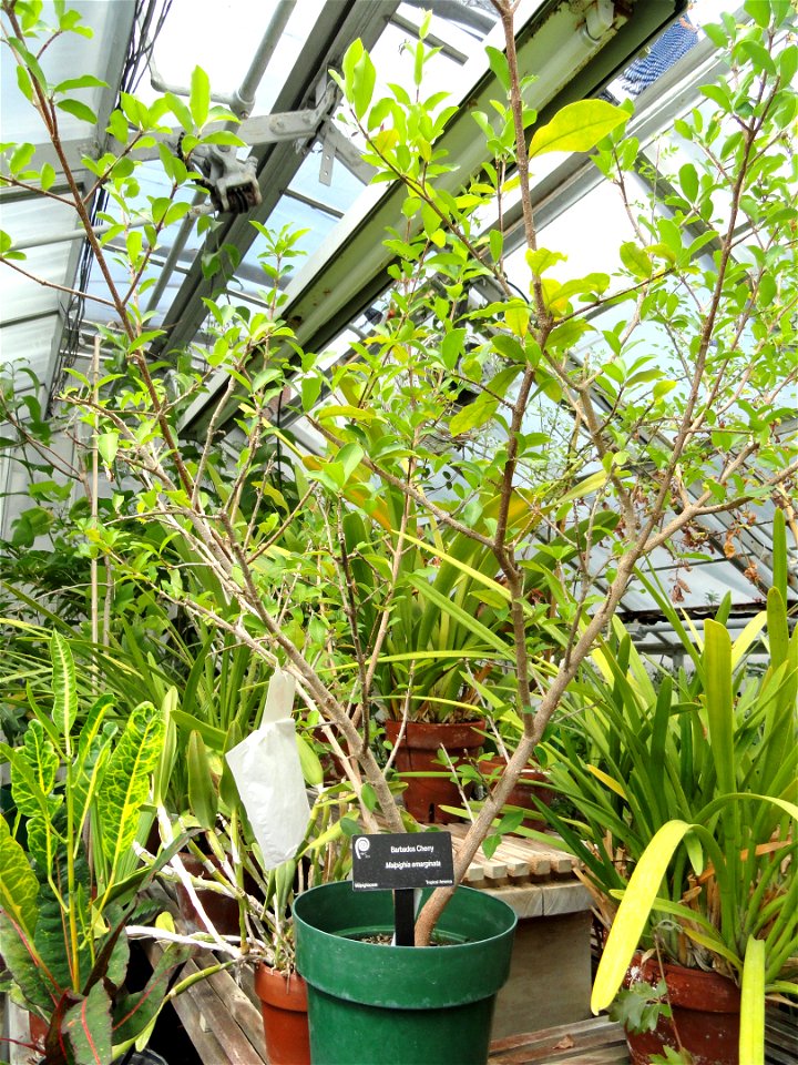 Botanical specimen in the Margaret C. Ferguson Greenhouses, Wellesley College Botanic Gardens, Wellesley College, Wellesley, Massachusetts, USA.
