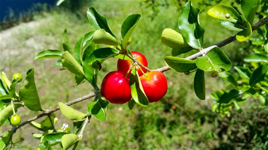 A branch of acerola (Malpighia emarginata), in Taubaté, São Paulo, Brazil. photo