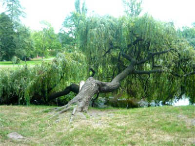 Unusual weeping willow, which trunk is almost lieing on the Zgłowiączka river in Park named of Henryk Sienkiewicz in Włocławek. photo