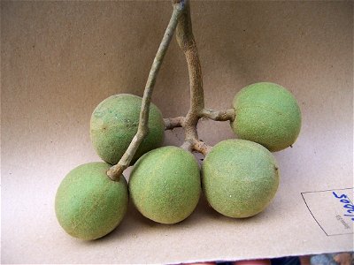 Fruit of Aleurites moluccana