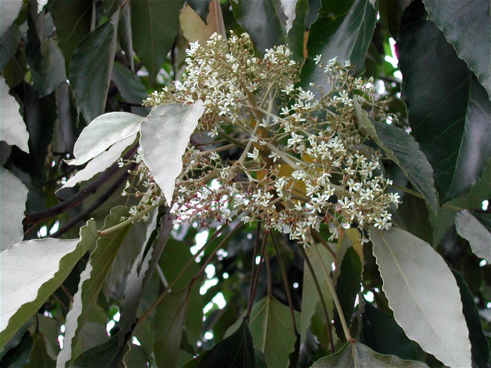 Aleurites moluccana flowers