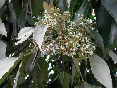 Aleurites moluccana flowers
