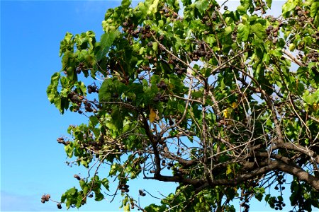 A closeup of a kukui nut tree taken on the side of the highway in Honolulu Hawaii