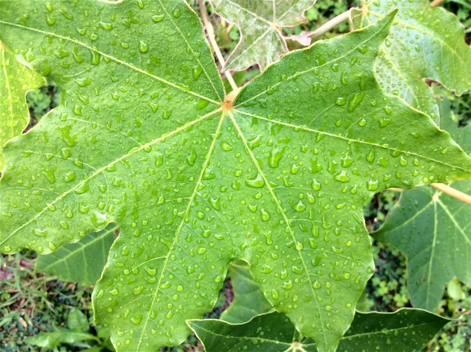 Leaf of the Kukui nut tree (Aleurites moluccanus)