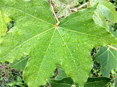Leaf of the Kukui nut tree (Aleurites moluccanus)