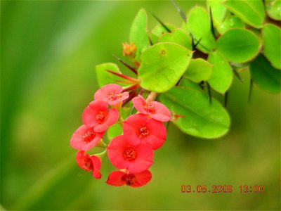 Cactes type Plant Flower in My own House. After Rain I clicked this Photo.