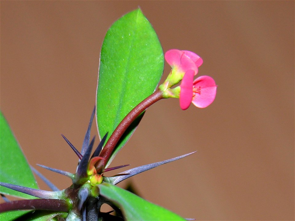 Dygliuotoji karpažolė (Euphorbia milii)
Šeima. Karpažoliniai (Euphorbiaceae)

Foto: Algirdas, 2006 m. kovo 9 d.