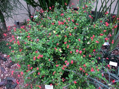 A photograph of Euphorbia milii var. splendens.
