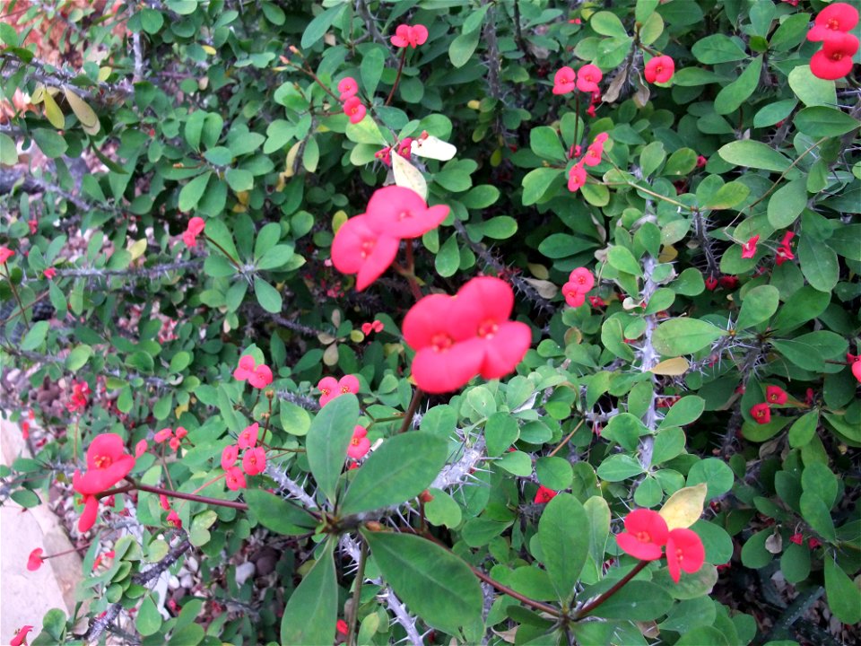 A closeup photograph of Euphorbia milii var. splendens.