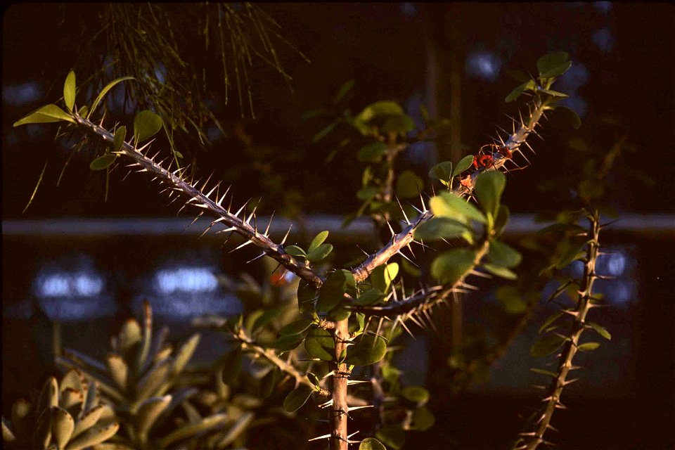Euphorbia milii, Crown of thorns Family: Euphorbiacae,