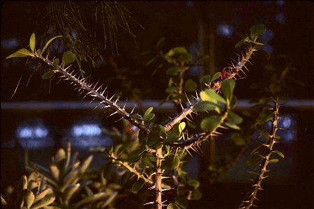 Euphorbia milii, Crown of thorns Family: Euphorbiacae, photo