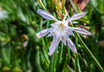 Flora spring white photo