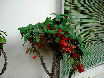 Euphorbia milii photo