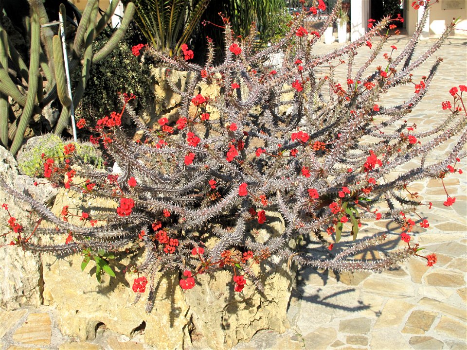 Euphorbia milii in the exotic garden of Monaco.