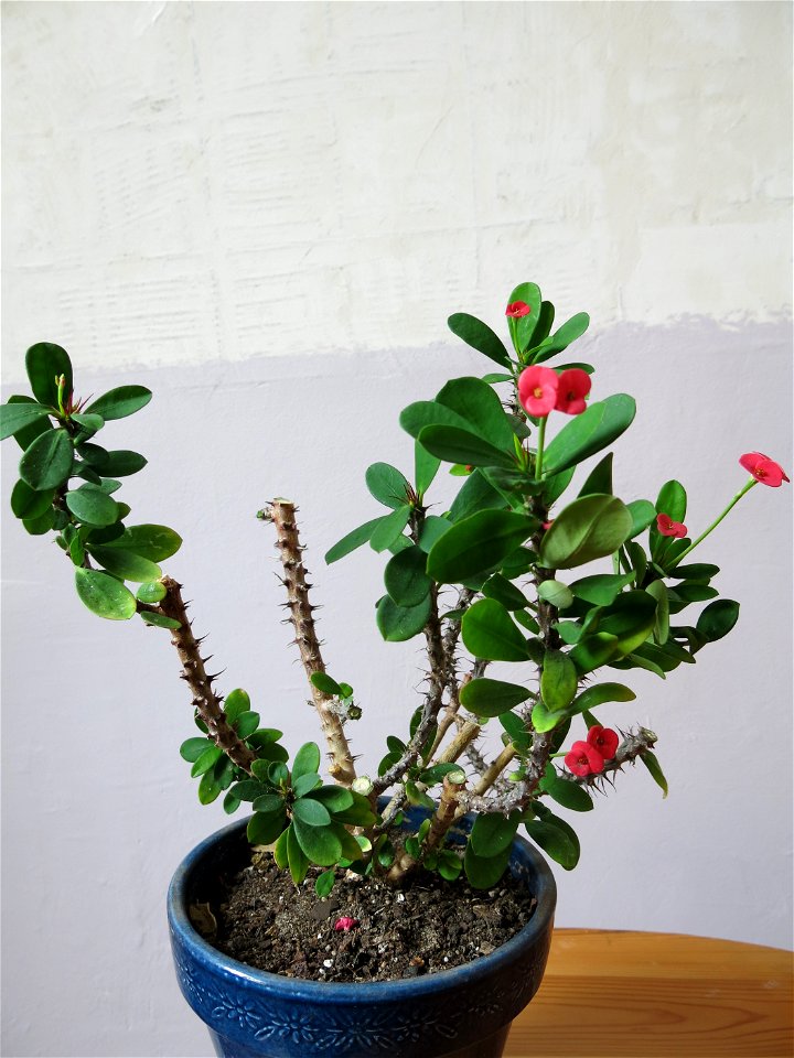 Euphorbia milii circa 13 years old near Paris (France).