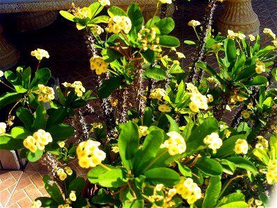 Euphorbia milii plant, Torrelamata, Torrevieja, Alicante, Spain